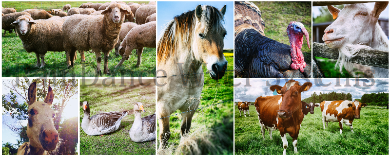 Livestock water filters